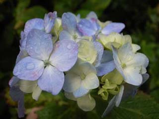 �p�b�I�i�� ��j