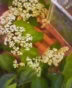 ��LAND OF FOREVER �gAMBI ESSENCE�h