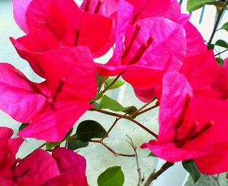 �u�[�Q���r���A