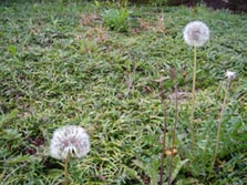 �u�ӂ��[�I�v�^���|�|  2006.4.13 5:37