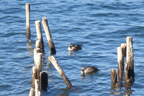 �[���Ɨ���