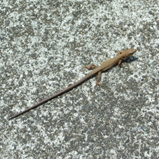 �g�Ձh 2007.08.21