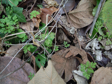 �i�G���f�B���O�N���W�b�g�j