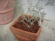 �G�����t�B���E�j�x�A