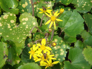 �n�`�Ɖԁi2005.10.30 12:48�j