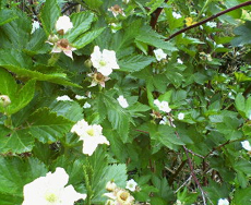 �t���b�V��