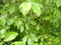 �O���[��