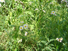 �ߌ�̂Ђ���i2006.4.28 13:37�j