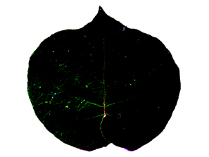 pattern�i�@���j