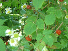 �g���́h�i2006.05.30 08:49�j