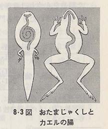 �����܂��Ⴍ���ƃJ�G���̒�