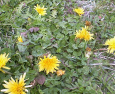 �֓��^���|�|�i2007.04.10�j