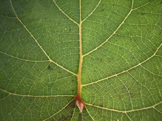 �~�N�����}�N���i�t���F �L�E�C�E�t���[�c�j