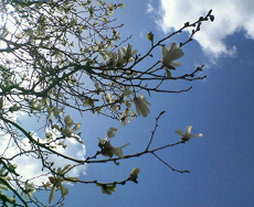 �R�u�V�̉ԁi2007.04.05�j