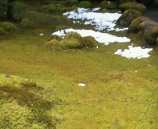 �g�p�C�������h