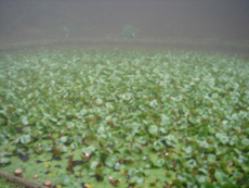 �@�r�i2006.07.06�j