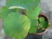 �@�i2006.07.08�j