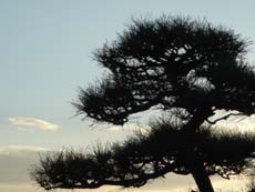 ��̏��i��j