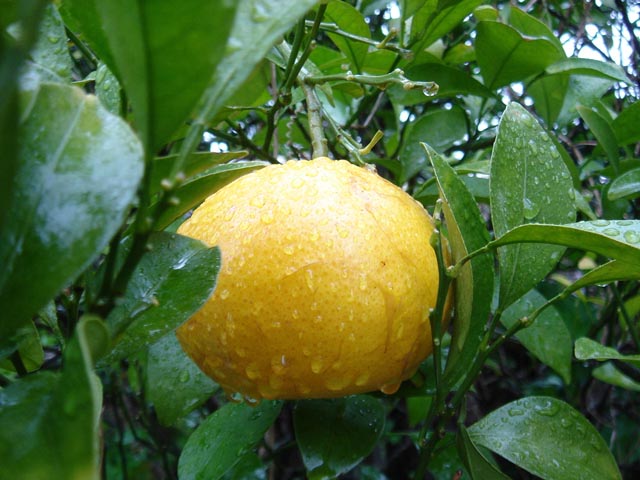 �Ă݂��� 7.20a.m.