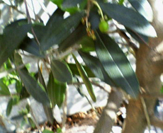 �I���[�� 08.03