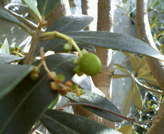 �I���[�� 08.03