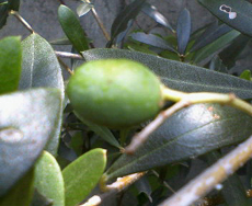 �I���[�� 08.03