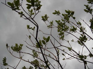 �I���[�u�̖؁@��֏��