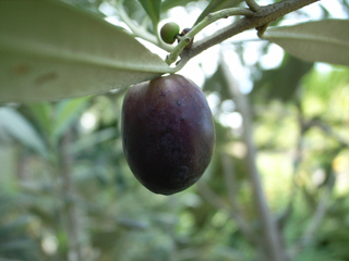 �i�I���[�u�j