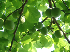 �~�̖؂̃n�����b�N�̉��Ł^�O���[���G�l���M�[�i2006.05.21 16:02�j