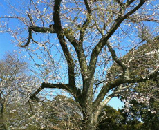 �ߏ��̍��ł��B