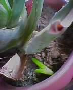 ���o�I�ȃO���b�h