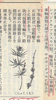 ���Ⴖ����