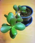 �v�l�̃V�t�g