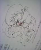 ���z�_�o�p