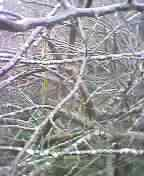 �~�Ɏ��i����j