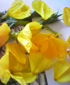 �u�₩�Ȓ��炵��