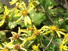 ���z�ƒ�̉�